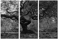Tableau  3 panneaux