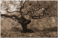 Version: sepia