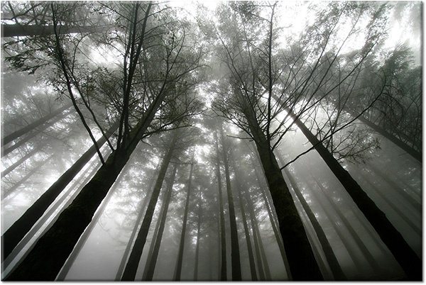 tableau sur toile, blanc, fleurs, forets, gris, noir, noir-et-blanc, paysages
