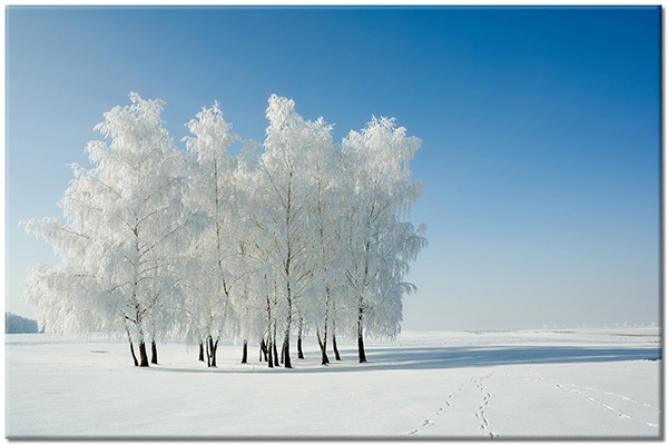 tableau sur toile, arbres, autres-paysages, blanc, bleu, fleurs, hiver, neige, noir, paysages