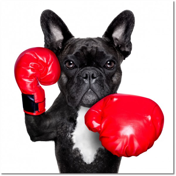 tableau sur toile, animaux, autres, blanc, chiens-chats, divers, gris, noir-et-blanc, rouge