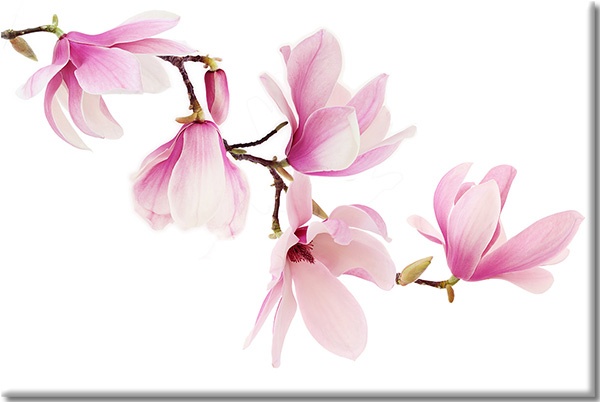 tableau sur toile, blanc, fleurs, magnolias, rose, violet