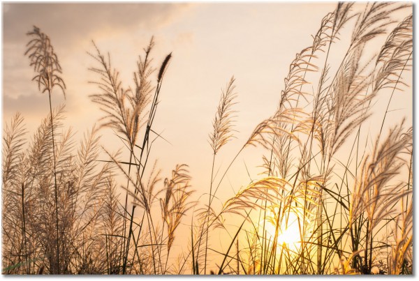 tableau sur toile, autres-paysages, beige, coucher-soleil, herbe, jaune, marron, orange, paysages, sepia, soleil