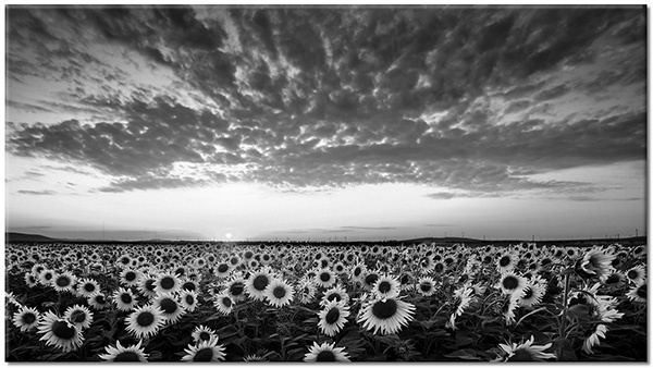 tableau sur toile, autres-paysages, bleu, champs, ciel, coucher-soleil, fleurs, gris, jaune, lever-du-soleil, marron, noir, nuages, orange, paysages, soleil, tournesol, vert, violet