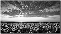 Version: noir-et-blanc