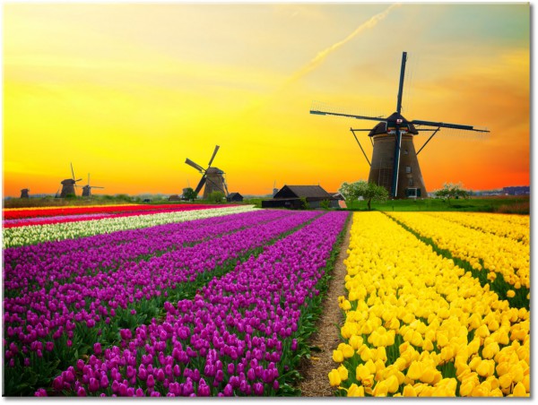 tableau sur toile, autres-paysages, beige, fleurs, gris, jaune, marron, multicolore, orange, paysages, vert, violet