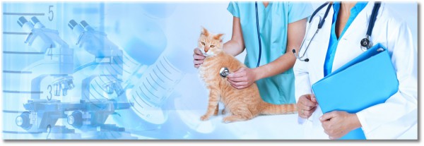 tableau sur toile, autres, chats, divers, medecins, sante