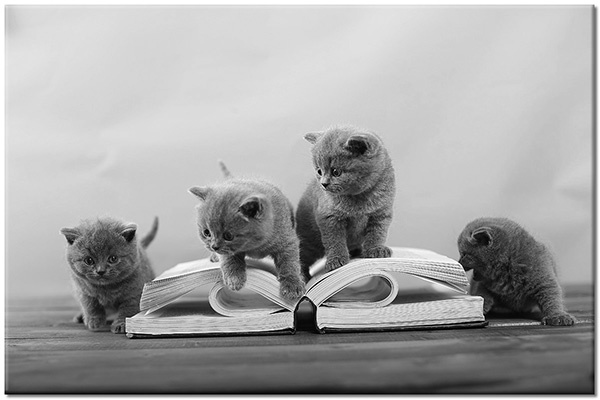 tableau sur toile, animaux, blanc, bleu, chiens-chats, marron