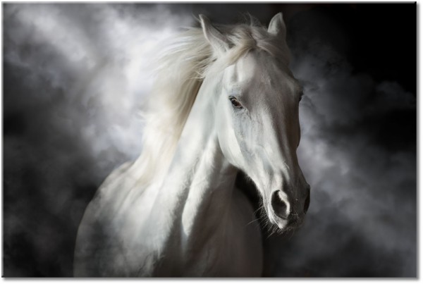 tableau sur toile, animaux, beige, blanc, chevaux, gris, noir, noir-et-blanc