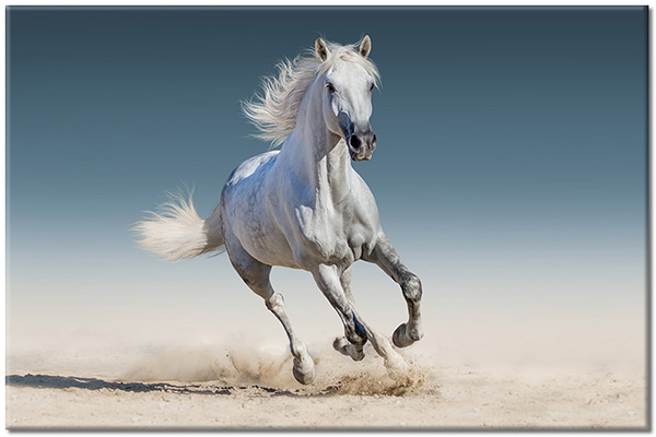 tableau sur toile, animaux, beige, blanc, bleu, chevaux, sable