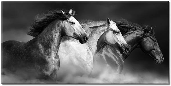tableau sur toile, animaux, beige, blanc, chevaux, noir