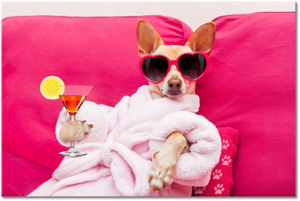tableau sur toile, animaux, autres, bars, beige, chiens, chiens-chats, cocktails, divers, drole, jaune, marron, orange, rose, rouge, tourisme