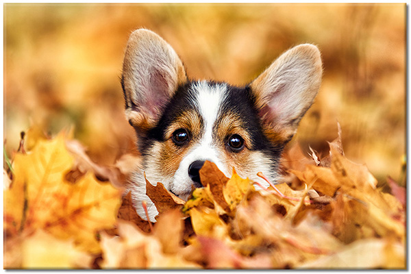 tableau sur toile, animaux, automne, beige, chiens-chats, enfants, feuilles, marron, orange, welsh-corgi