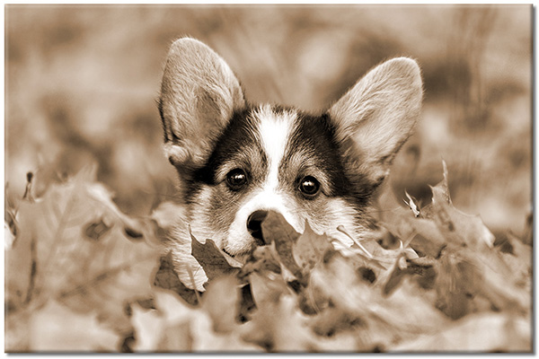 tableau sur toile, animaux, automne, beige, chiens-chats, enfants, feuilles, marron, orange, welsh-corgi