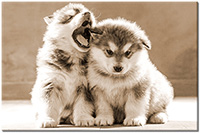 Version: sepia