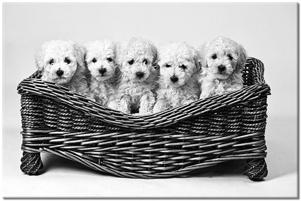 tableau sur toile, animaux, beige, blanc, chiens, chiens-chats, drole, gris, marron, noir
