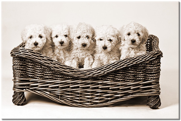 tableau sur toile, animaux, beige, blanc, chiens, chiens-chats, drole, gris, marron, noir