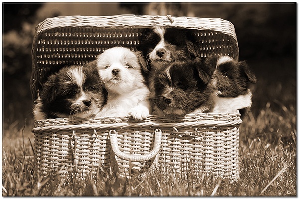 tableau sur toile, animaux, beige, blanc, chiens-chats, gris, marron, noir, vert
