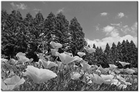 Version: noir-et-blanc