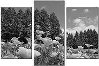 Tableau  3 panneaux