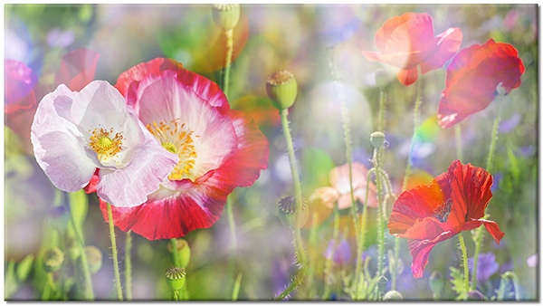 tableau sur toile, blanc, coquelicots, ete, fleurs, printemps, rouge, vert, violet