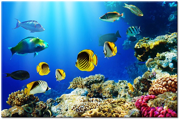 tableau sur toile, animaux, beige, bleu, coraux, jaune, marron, mer, multicolore, noir, oiseaux-poissons-insectes, orange, poissons, rouge, violet