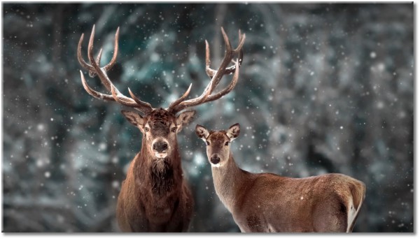 tableau sur toile, animaux, animaux-sauvages, cerf-chevreuil, couples, gris, marron, sepia