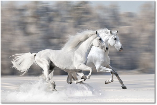 tableau sur toile, animaux, beige, blanc, chevaux, gris, hiver, neige, noir-et-blanc