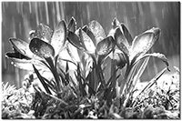 Version: noir-et-blanc
