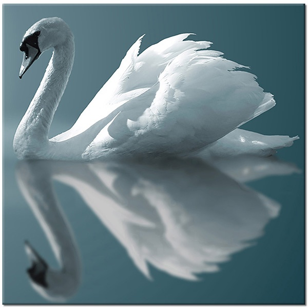 tableau sur toile, animaux, blanc, cygnes, gris, miroir, oiseaux, oiseaux-poissons-insectes, symetrie