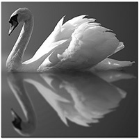 Version: noir-et-blanc