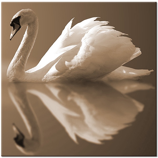 tableau sur toile, animaux, blanc, cygnes, gris, miroir, oiseaux, oiseaux-poissons-insectes, symetrie