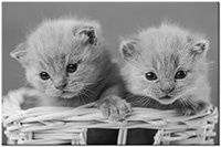 Version: noir-et-blanc