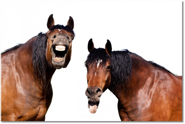 tableau sur toile, animaux, blanc, chevaux, marron