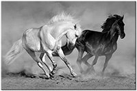 Version: noir-et-blanc