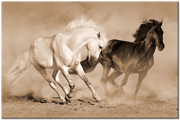 tableau sur toile, animaux, beige, blanc, chevaux, gris, marron, sable