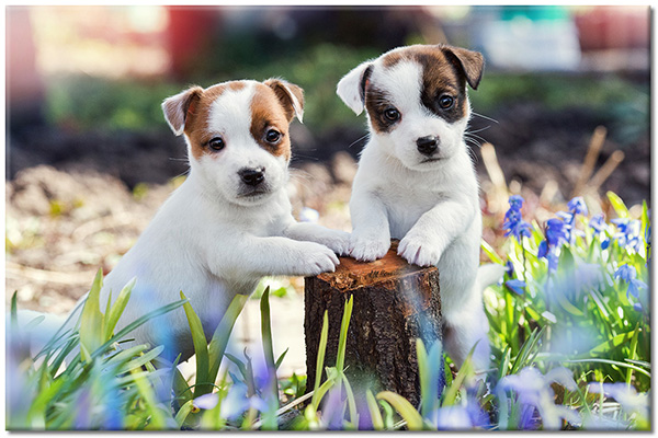 tableau sur toile, animaux, blanc, chiens, chiens-chats, marron, vert, violet