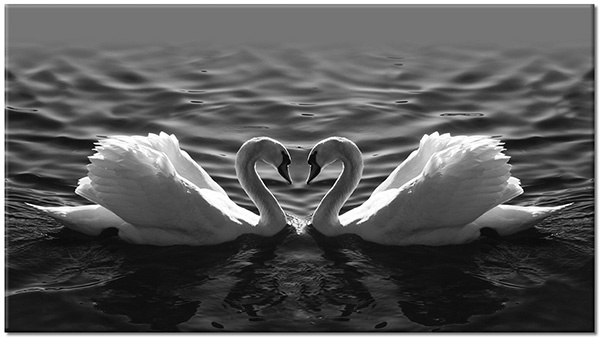 tableau sur toile, animaux, blanc, bleu, cygnes, oiseaux, oiseaux-poissons-insectes, symetrie