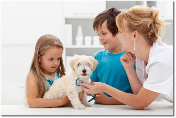 tableau sur toile, autres, chiens, divers, medecins, sante