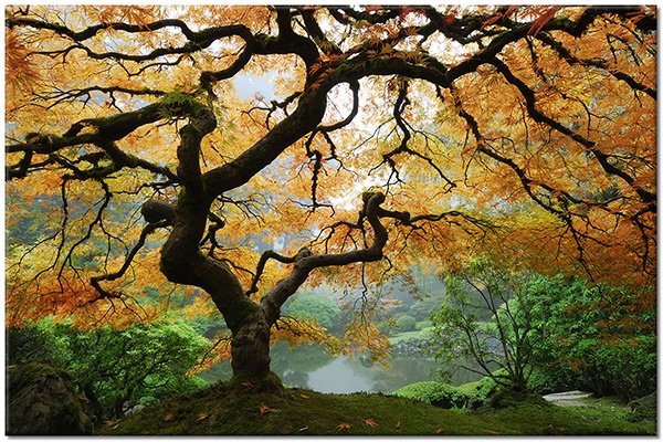 tableau sur toile, arbres, automne, bois, fleurs, forets, forets, gris, jaune, marron, orange, paysages, vert