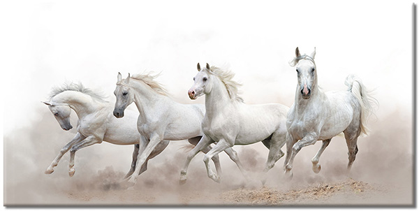 tableau sur toile, animaux, beige, blanc, chevaux
