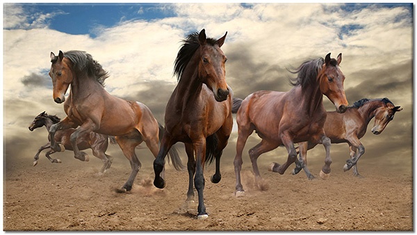 tableau sur toile, animaux, blanc, bleu, chevaux, gris, marron, noir, orange