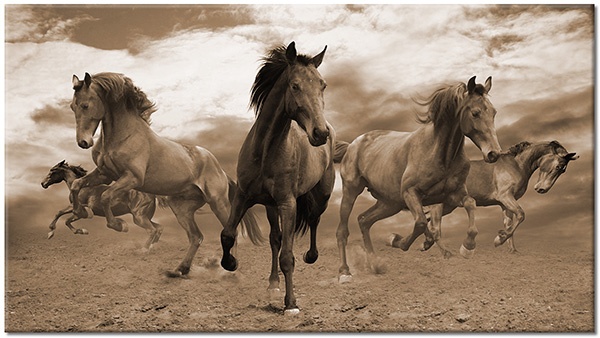 tableau sur toile, animaux, blanc, bleu, chevaux, gris, marron, noir, orange