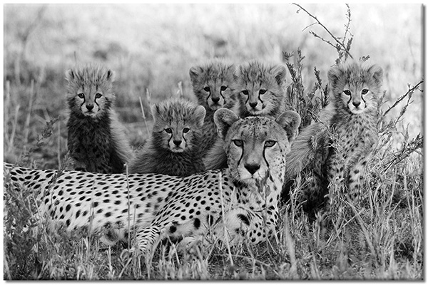 tableau sur toile, animaux, animaux-sauvages, beige, guepards, marron, savane