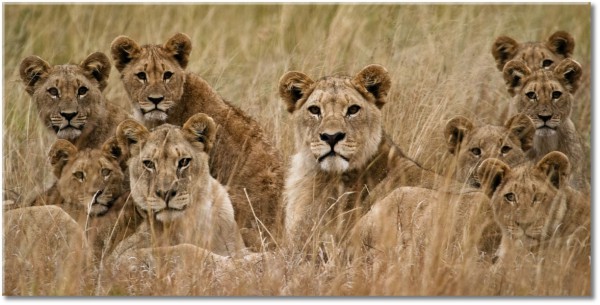 tableau sur toile, animaux, animaux-sauvages, marron, orange, sepia