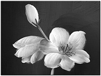 Version: noir-et-blanc