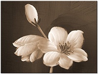 Version: sepia