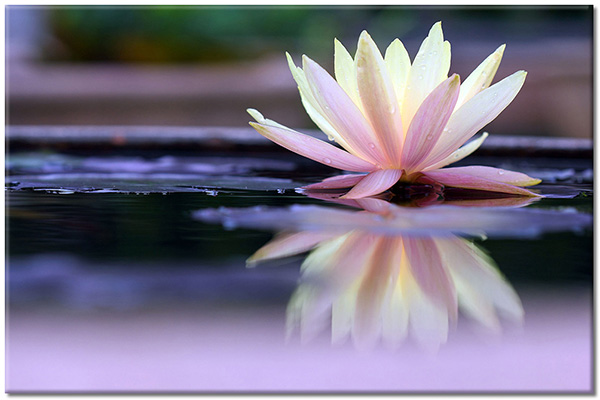 tableau sur toile, blanc, eau, fleurs, lotus, violet