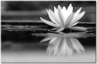 Version: noir-et-blanc