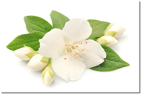 tableau sur toile, blanc, fleurs, jasmin, nature-morte, vert